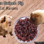 can guinea pig eat raisins