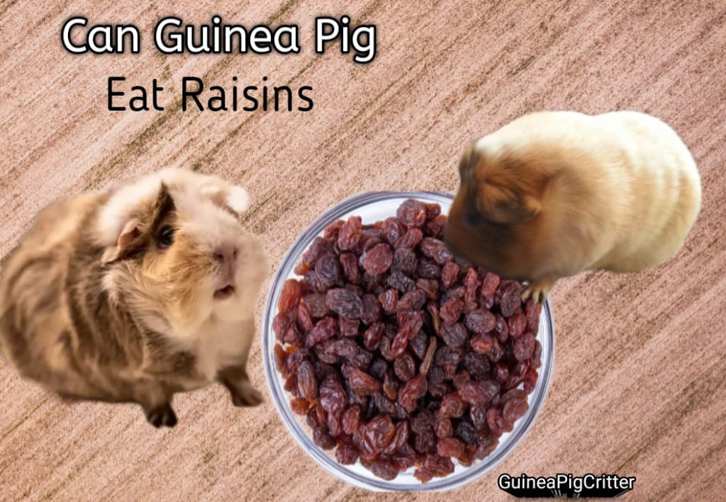 can guinea pig eat raisins