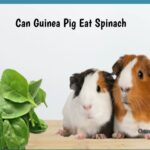 can guinea pig eat spinach