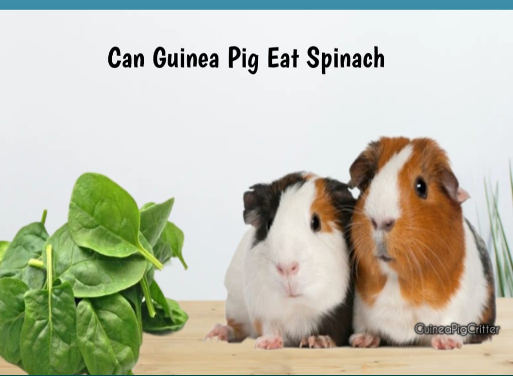 can guinea pig eat spinach