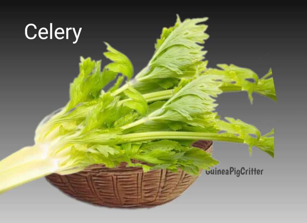 how to fed guinea pig celery