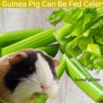 guinea pig can be fed celery