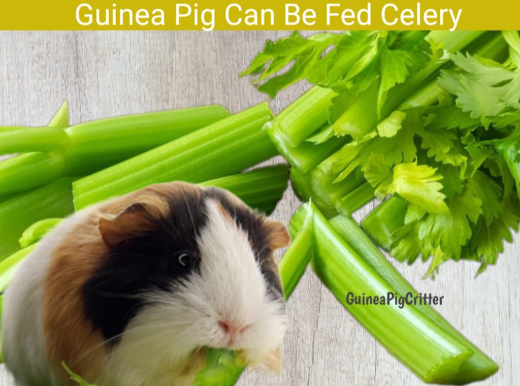 guinea pig can be fed celery