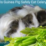is guinea pig safely eat celery