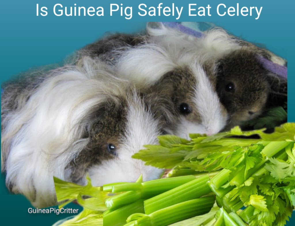 is guinea pig safely eat celery 