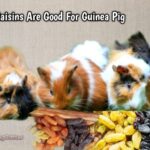 are raisins good for guinea pig