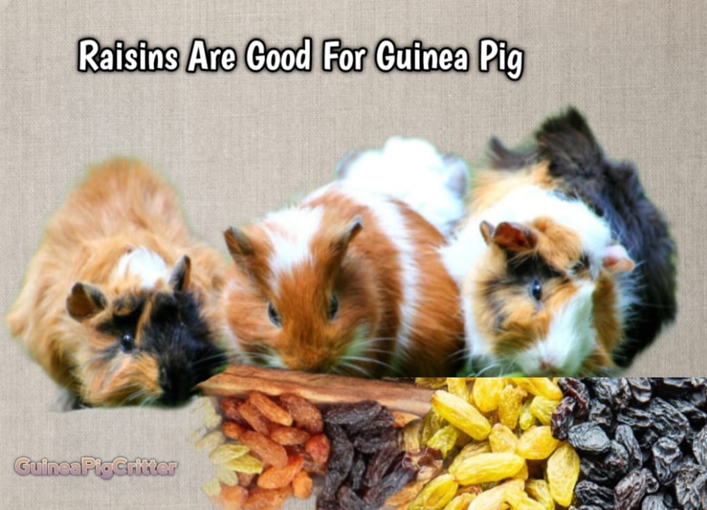 are raisins good for guinea pig