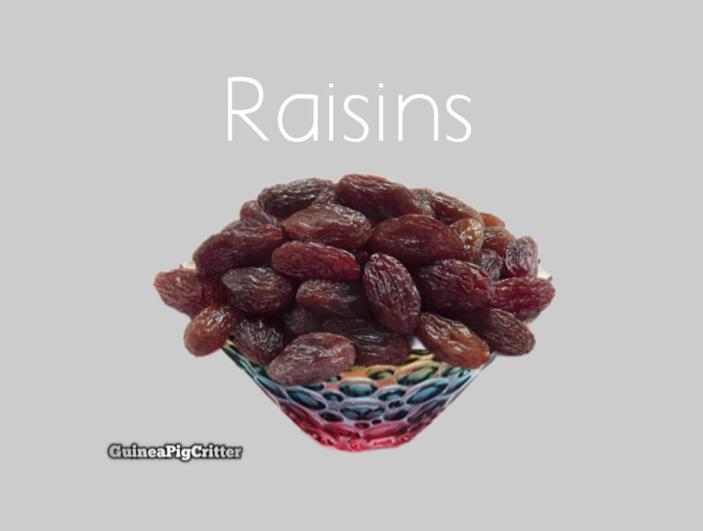 raisins for guinea pig