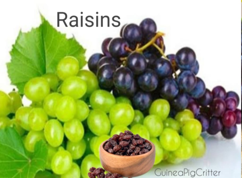 raisins benefit for guinea pig