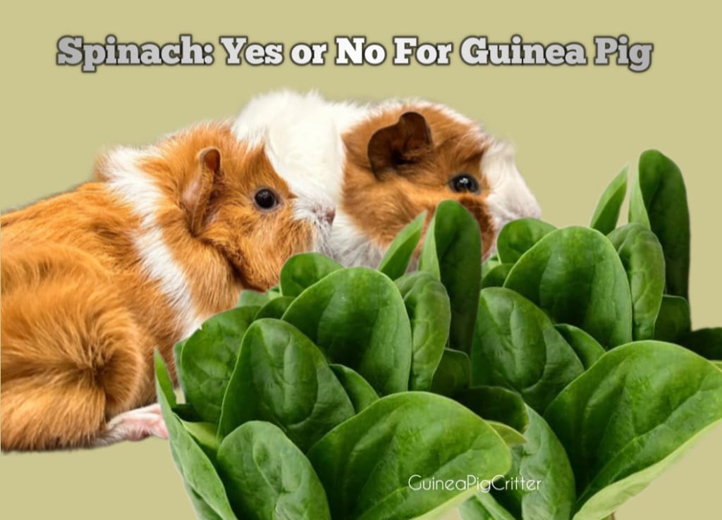 spinach yes or no for guinea pig