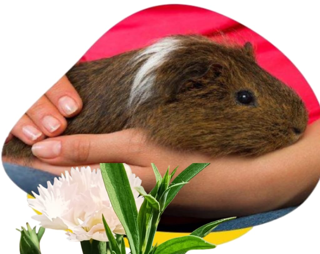 guinea pig safe care