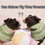 can guinea pig wear sweater