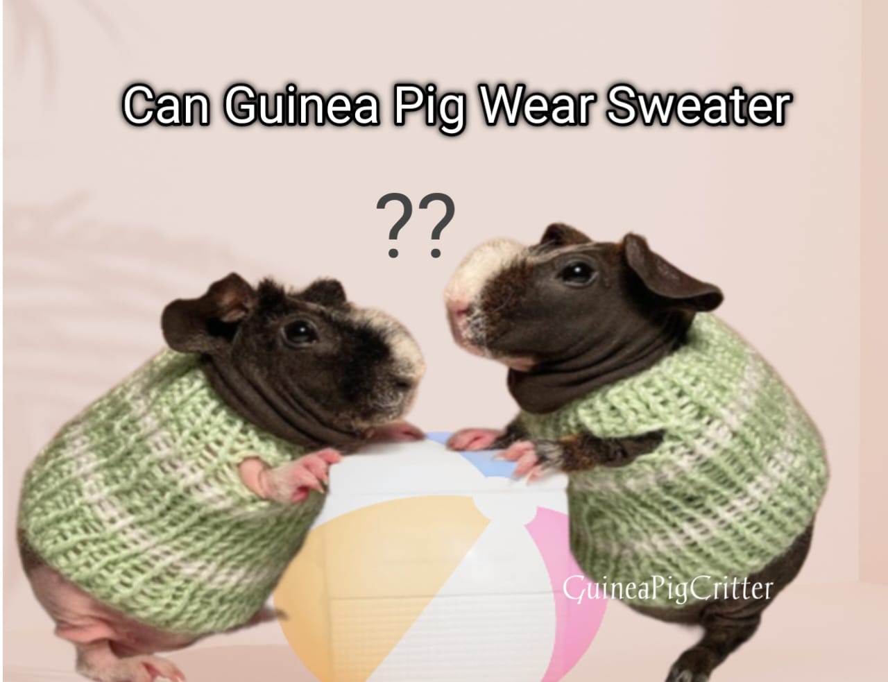 can guinea pig wear sweater