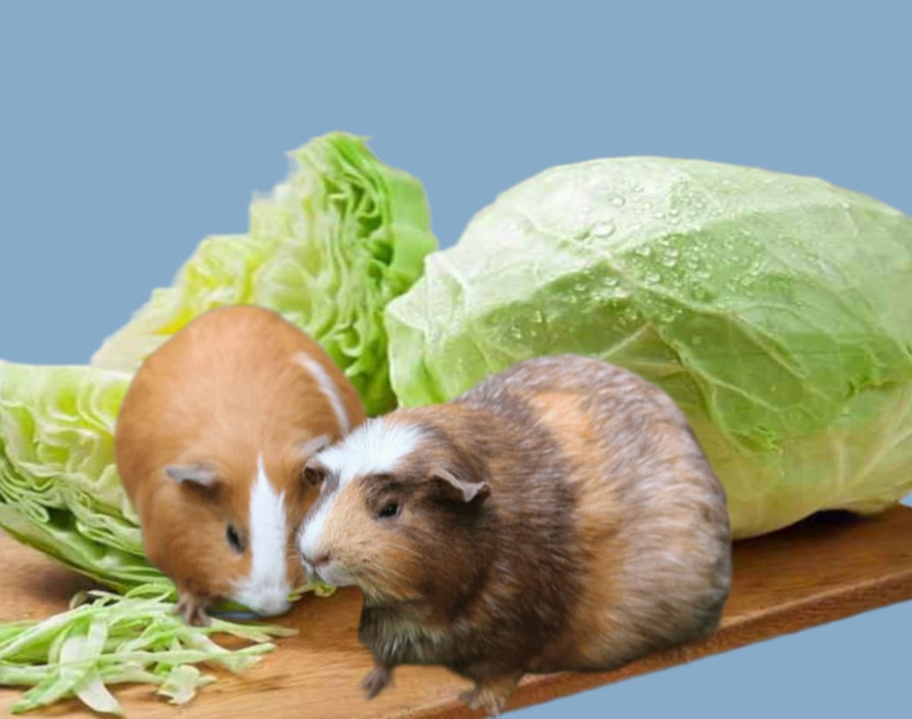 benefits of cabbage for guinea pig