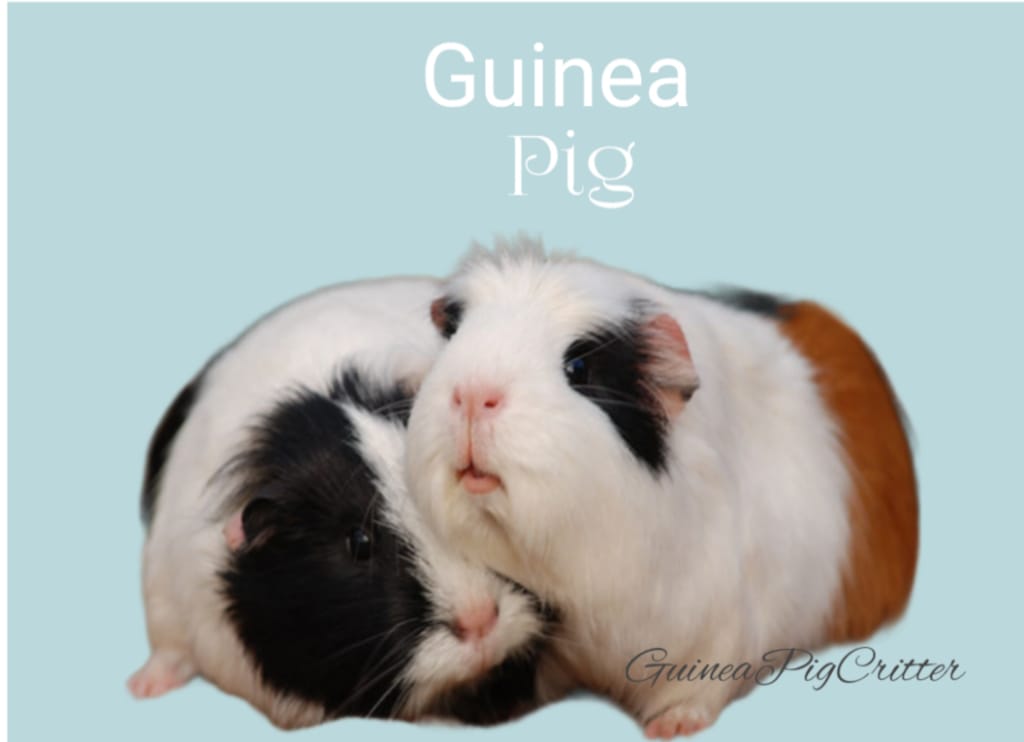 guinea pig 