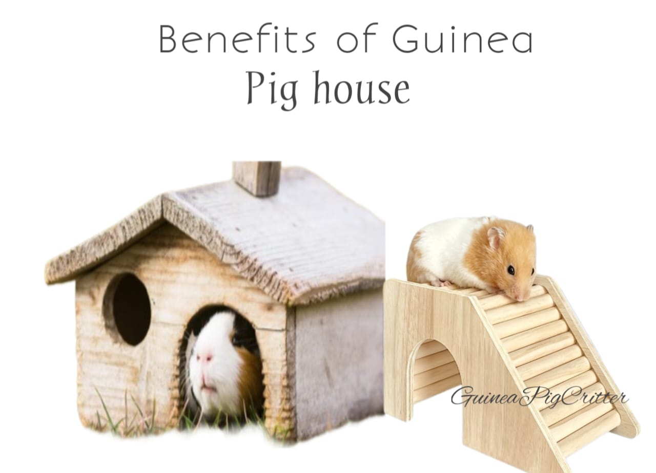 benefits of guinea pig house