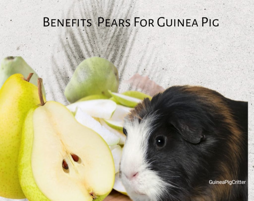 benefits pears for guinea pig 