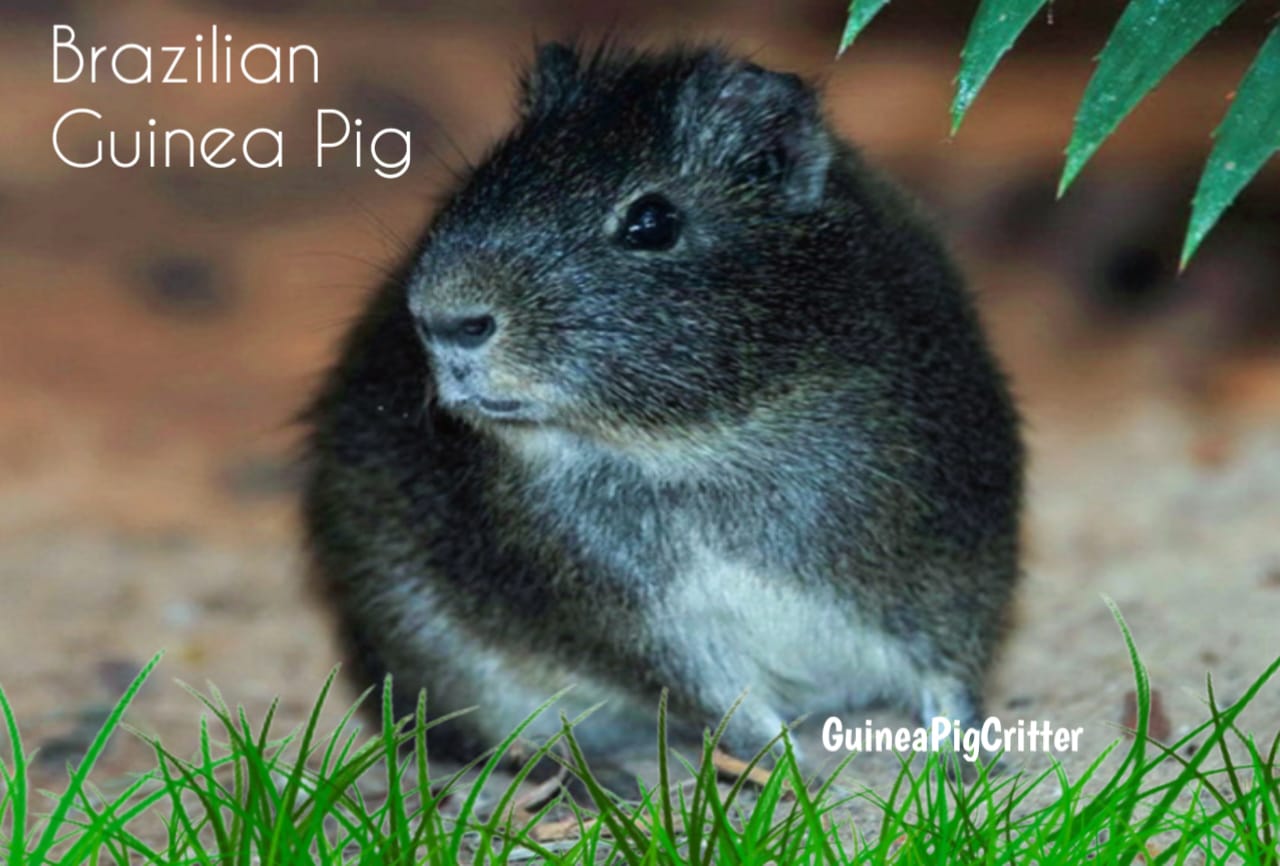 Brazilian guinea pig 