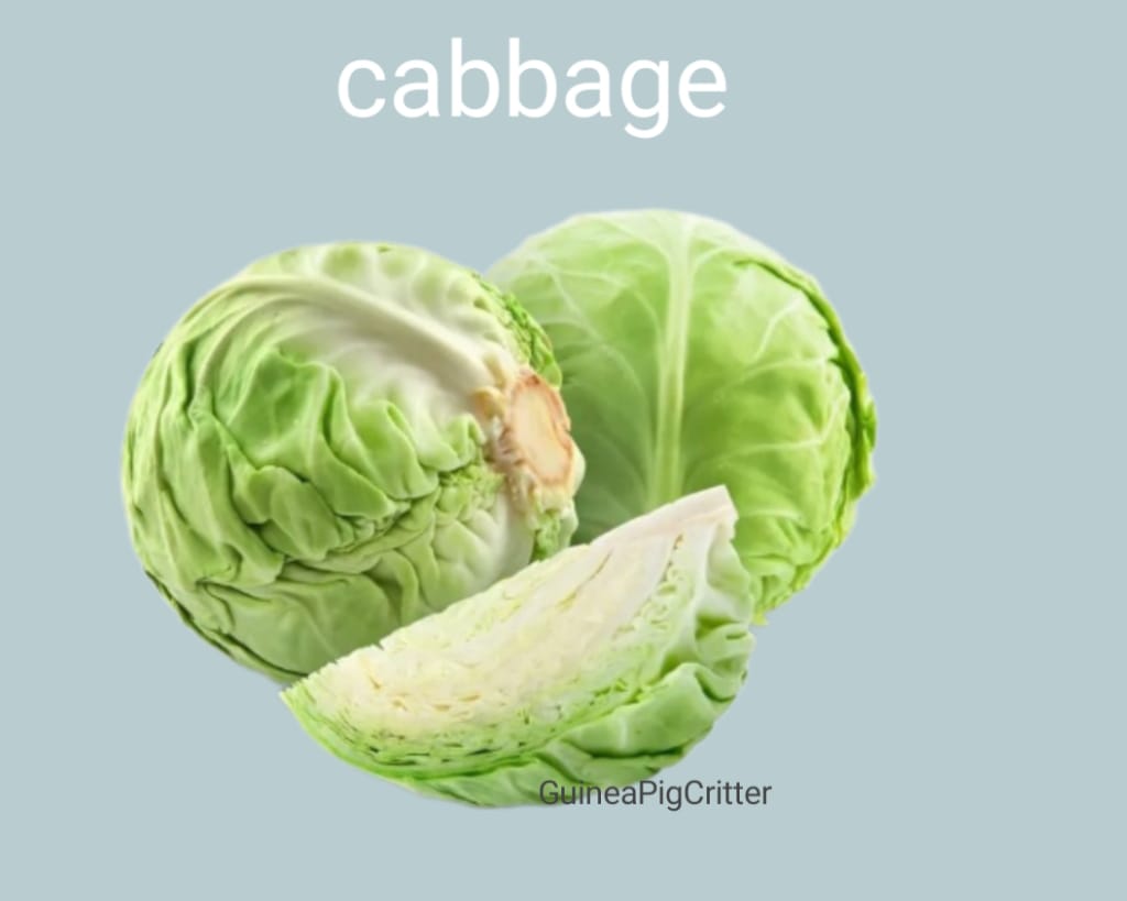 Is cabbage good for guinea pig