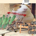 can guinea pig eat cucumber?