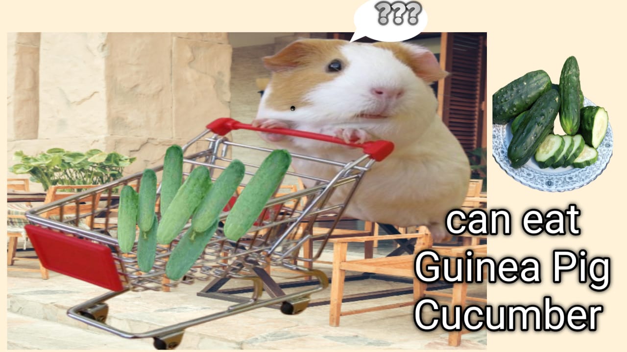 can guinea pig eat cucumber?