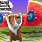 can eat guinea pig watermelon