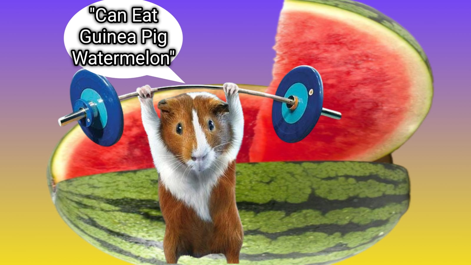 can eat guinea pig watermelon