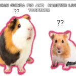 can guinea pig and hamster live together