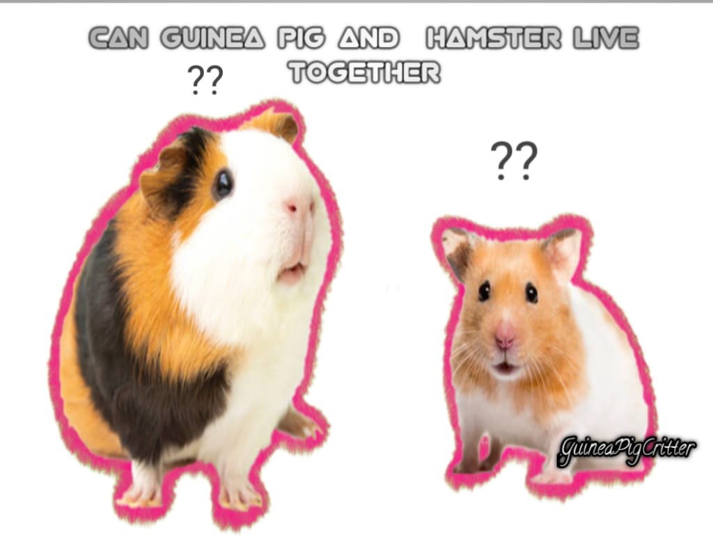 can guinea pig and hamster live together