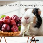 can guinea pig consume plums