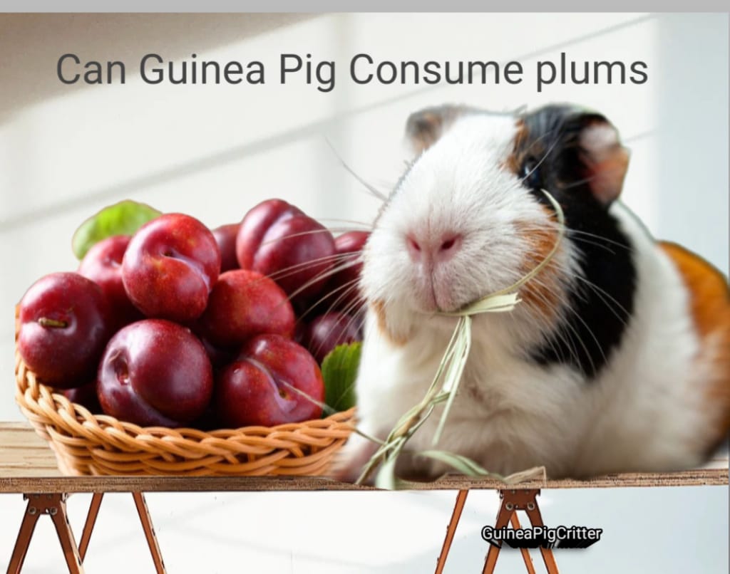 can guinea pig consume plums