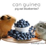 Can Guinea Pigs Eat Blueberries?