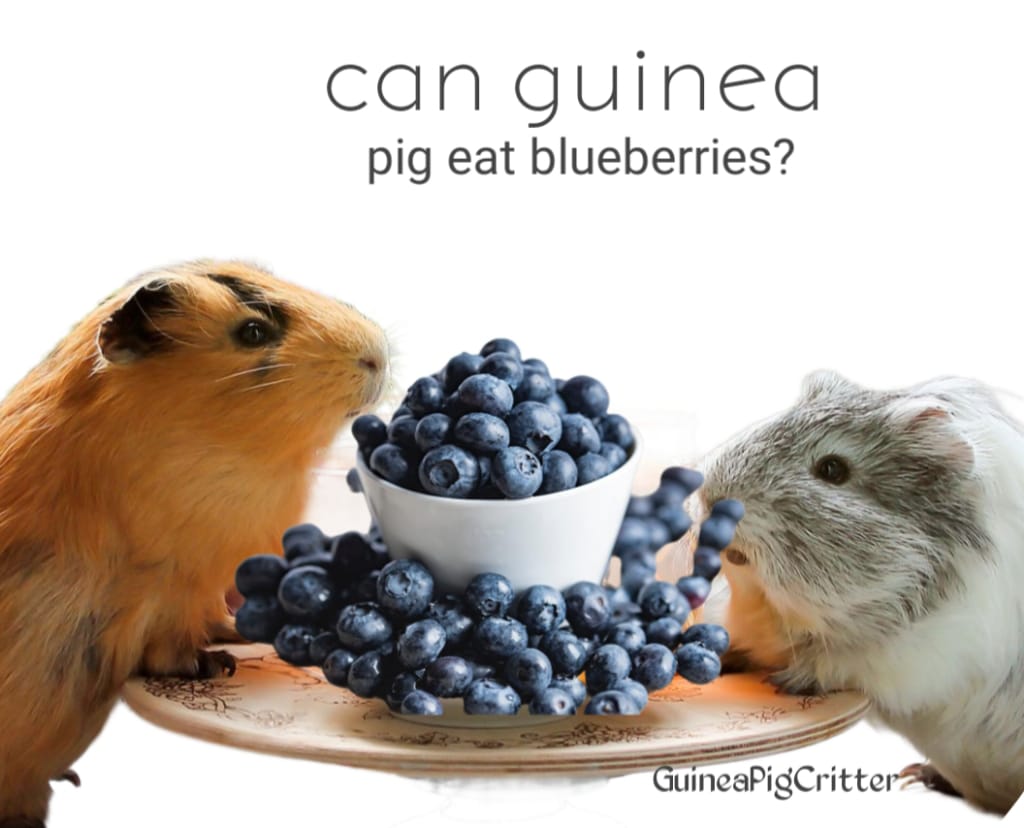 Can Guinea Pigs Eat Blueberries?