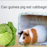 can guinea pig eat cabbage