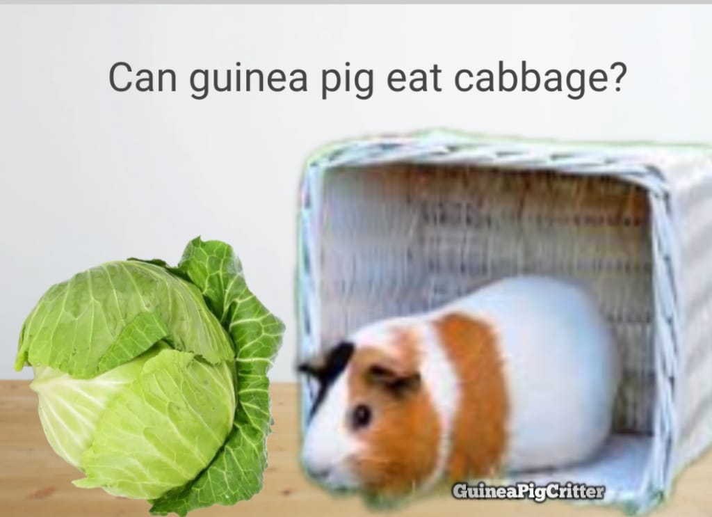 can guinea pig eat cabbage