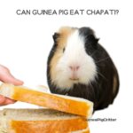 Can Guinea Pigs Eat Chapati?