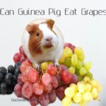 can guinea pig eat grapes