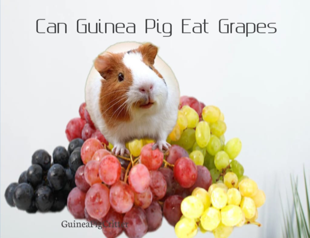 can guinea pig eat grapes