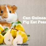 can guinea pig eat pears