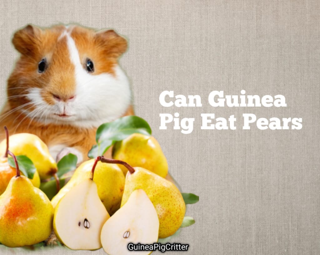 can guinea pig eat pears