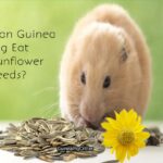 can guinea pig eat sunflower seeds?