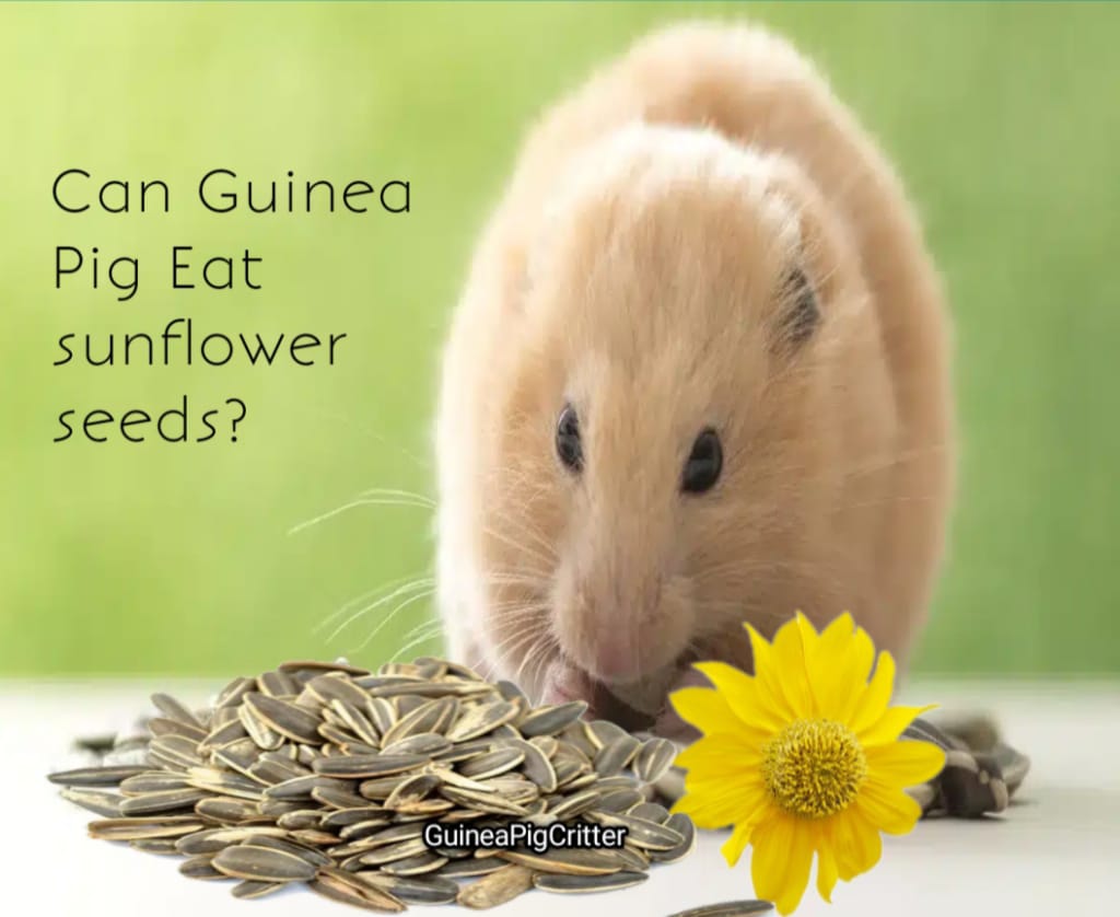 can guinea pig eat sunflower seeds?