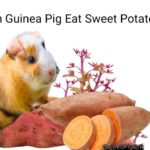 can guinea pig eat sweet potatoes