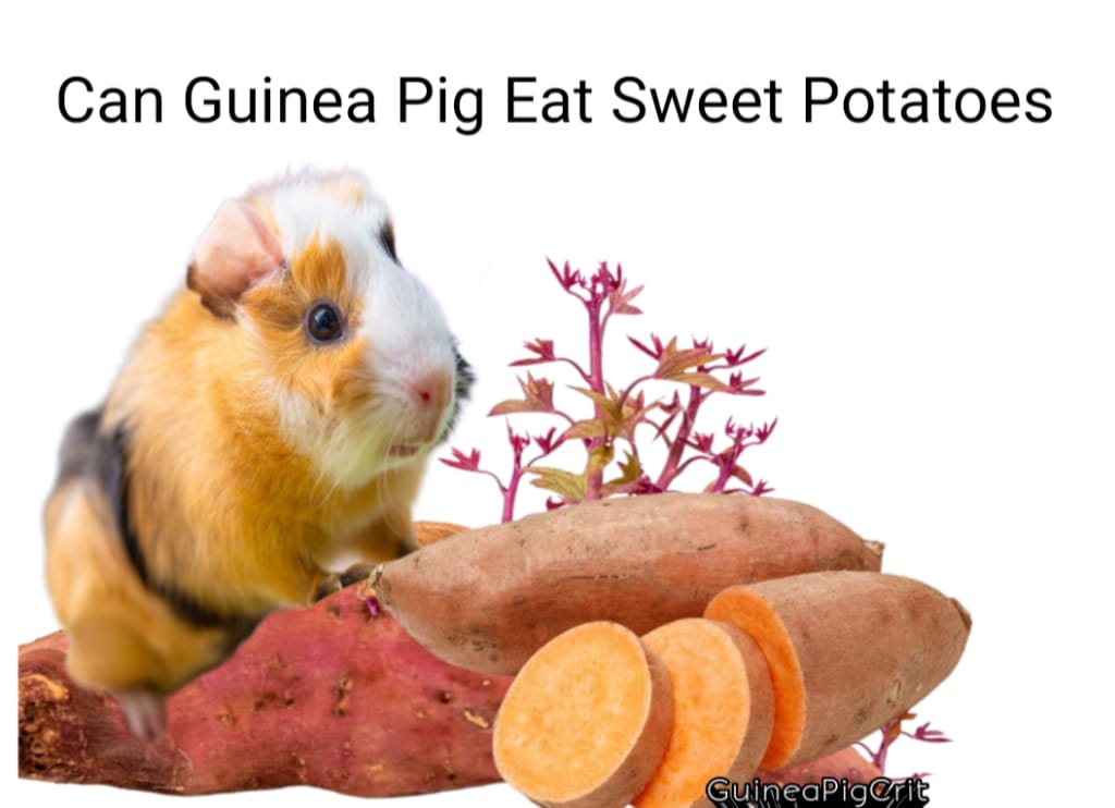 can guinea pig eat sweet potatoes