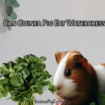 can guinea pig eat watercress