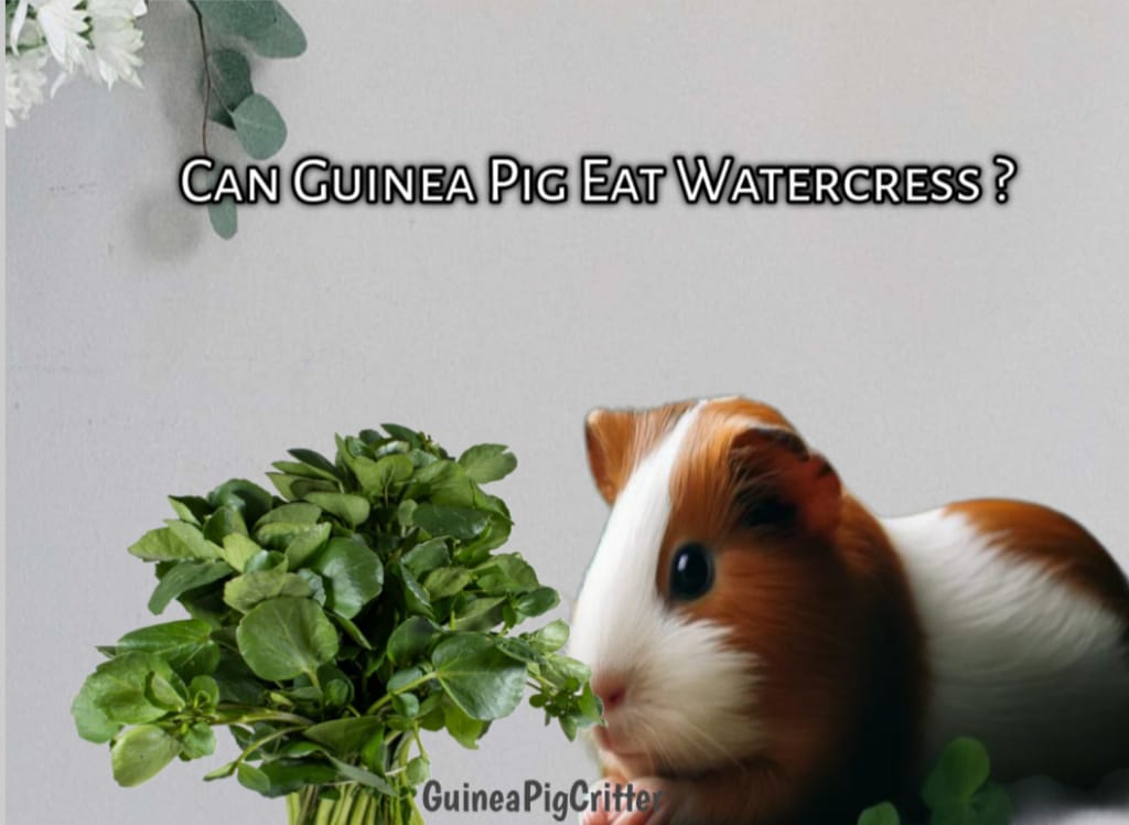 can guinea pig eat watercress