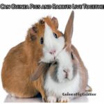 can guinea pigs and rabbits live together