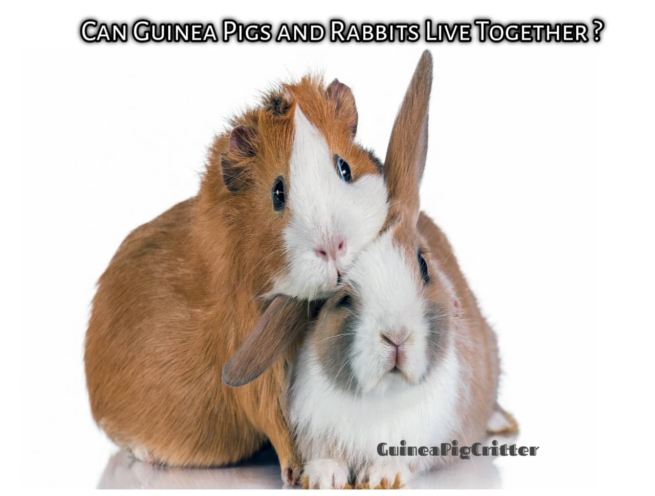 can guinea pigs and rabbits live together