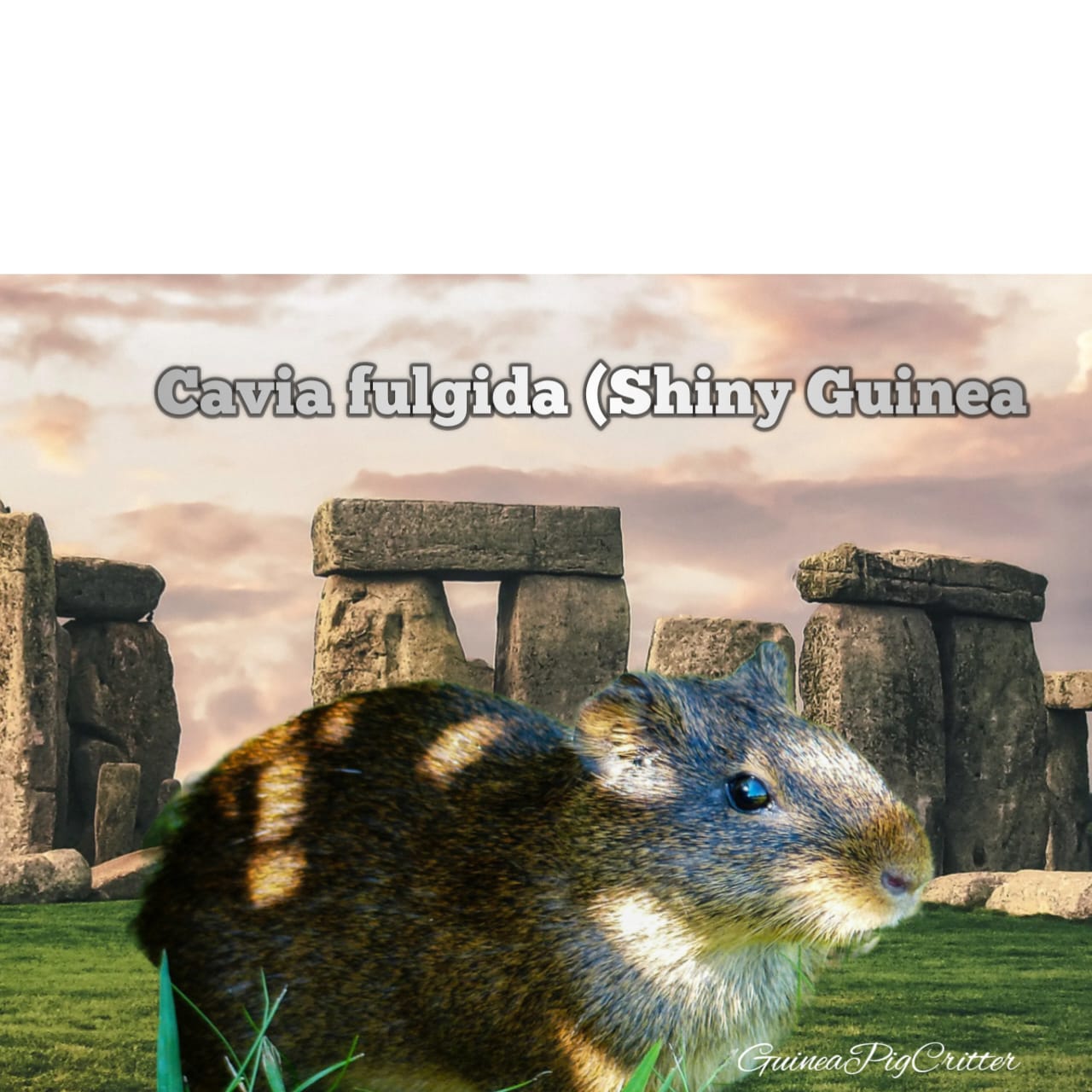 cavia fulgida guinea pig