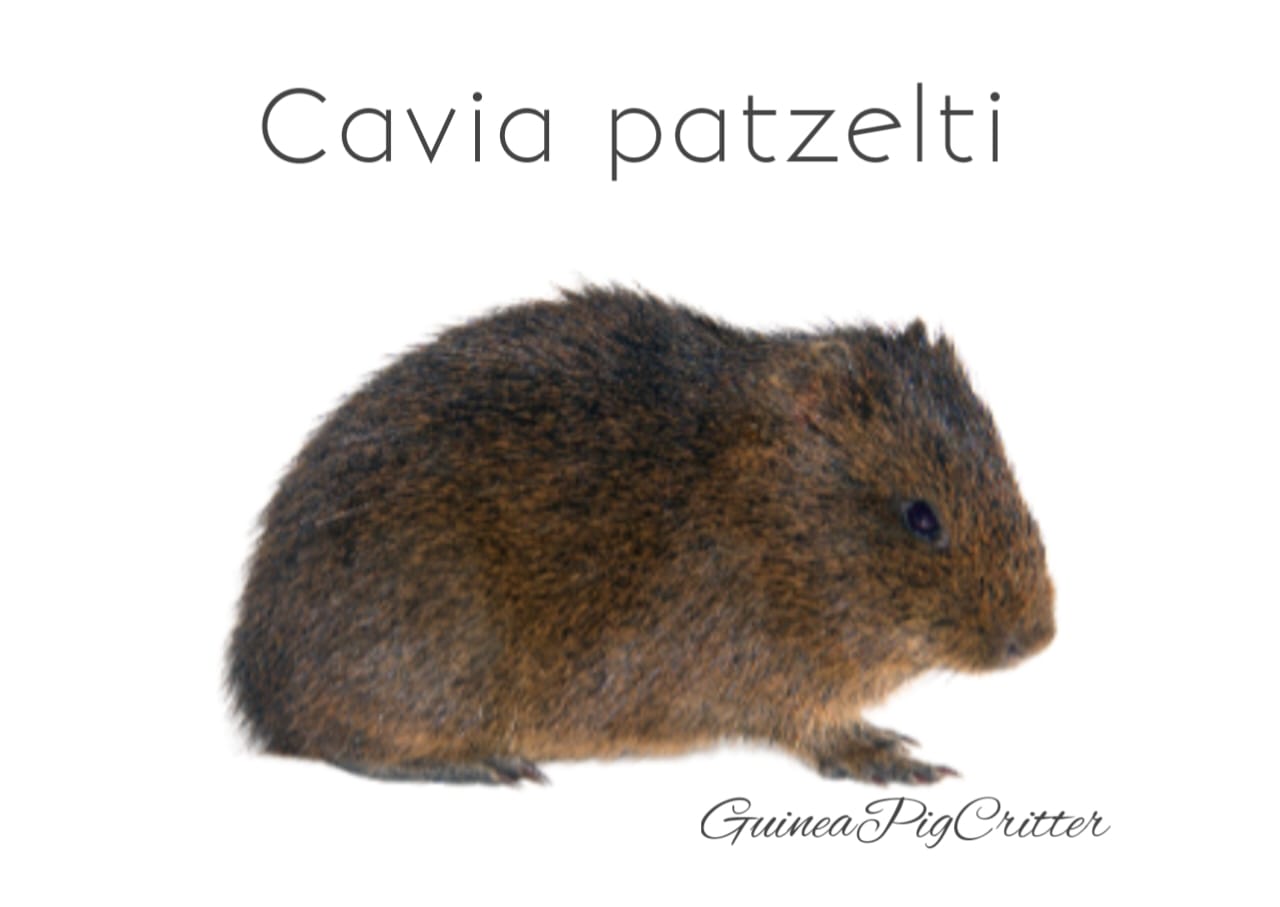 cavia patzelti (sacha guinea pig)